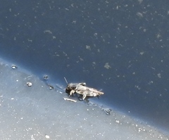 Neotridactylus