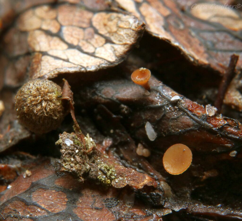 Lanzia sp. 'OH01'