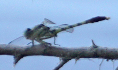 Arigomphus submedianus