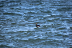 Podiceps auritus cornutus
