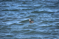 Podiceps auritus cornutus