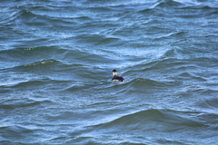 Podiceps auritus cornutus