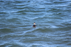 Podiceps auritus cornutus
