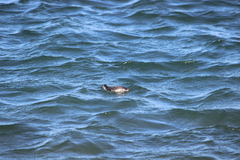 Podiceps auritus cornutus
