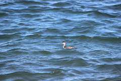 Podiceps auritus cornutus