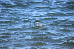 Podiceps auritus cornutus