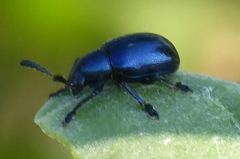 Platycorynus