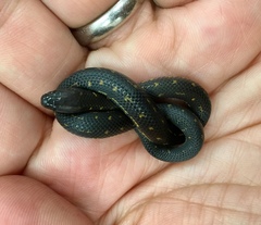 Atractus crassicaudatus