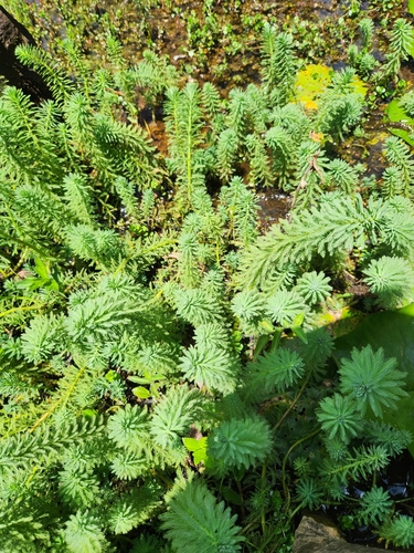 Myriophyllum aquaticum observed 2023-07-27
