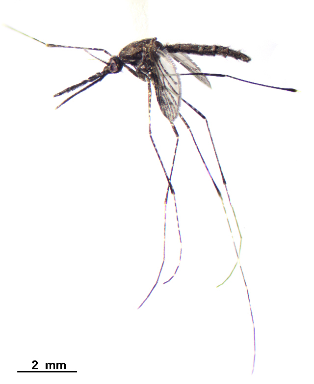 Anopheles vestitipennis