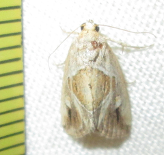 Deltote johnjoannoui