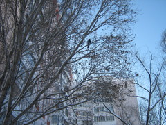 Corvus cornix