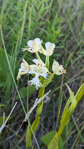 Image of Platanthera praeclara by (c) Esben Kjaer, some rights reserved (CC BY)