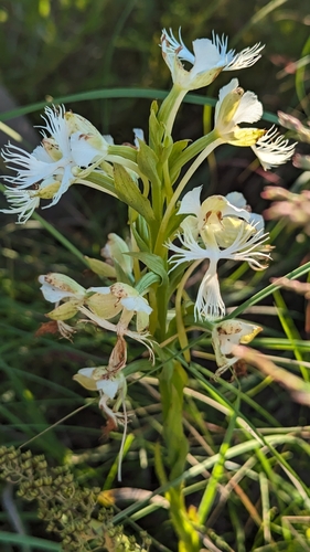 Image of Platanthera praeclara by (c) Esben Kjaer, some rights reserved (CC BY)
