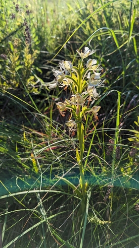 Image of Platanthera praeclara by (c) Esben Kjaer, some rights reserved (CC BY)