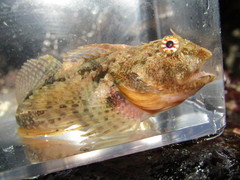 Artedius harringtoni