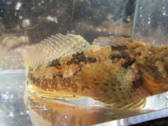 Artedius harringtoni