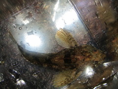 Artedius harringtoni