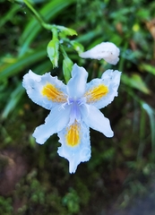 Iris japonica image