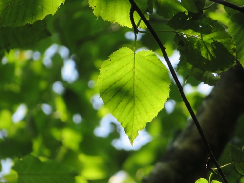 Maximowicz's Birch (Betula maximowicziana)