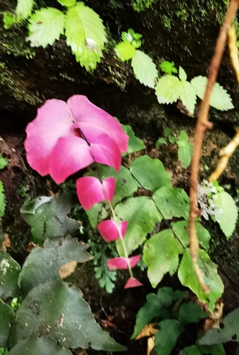 Adiantum macrophyllum image