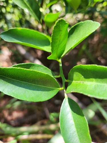 Citrus limon, 2023-07-28