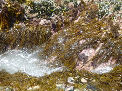 Carpophyllum angustifolium