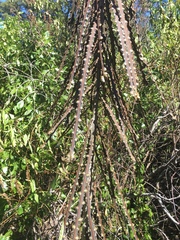 Pseudopanax ferox