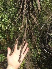 Pseudopanax ferox