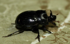 Copris denticulatus