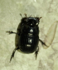 Copris denticulatus