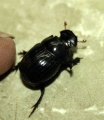 Copris denticulatus