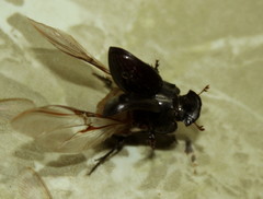 Copris denticulatus