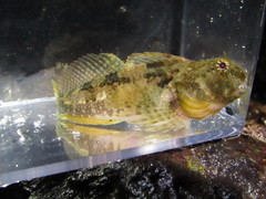 Artedius harringtoni