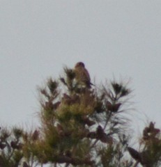 Falco sparverius sparverius