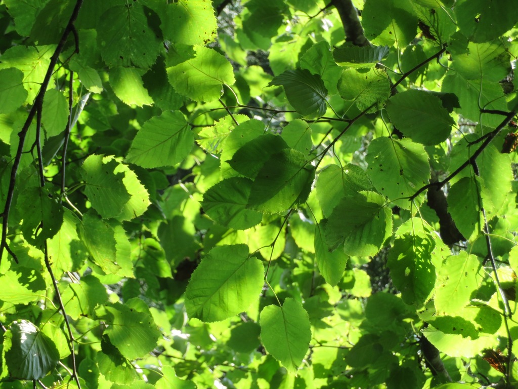 Betula maximowicziana; photograph (c) Marco Mussita, some rights reserved (CC BY)
