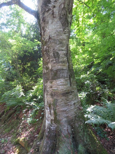Betula maximowicziana, photograph 1
