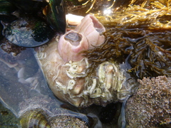 Notomegabalanus decorus