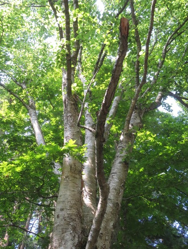 Betula maximowicziana, photograph 2