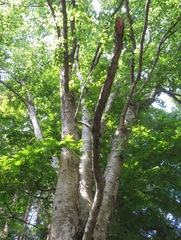 (c) Marco Mussita, some rights reserved (CC BY) Betula maximowicziana, photograph (c) Marco Mussita, some rights reserved (CC BY)