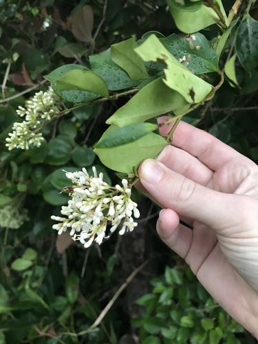 Image of Ligustrum japonicum by no rights reserved