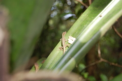 Anolis peraccae