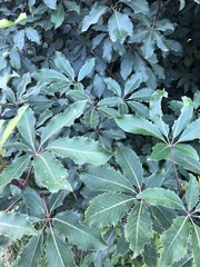 Pseudopanax arboreus