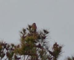 Falco sparverius sparverius