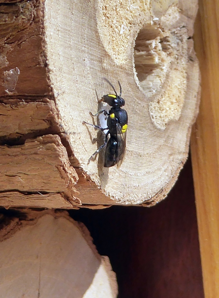 noble-masked-bee-native-bees-of-south-australia-inaturalist