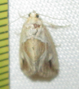 Deltote johnjoannoui