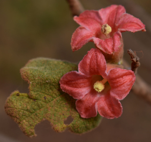 Brachychiton vitifolius (F.M.Bailey) Guymer 3