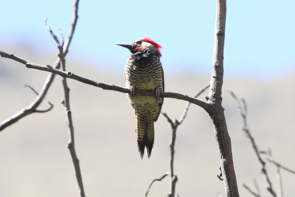 Black-necked Woodpecker
