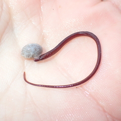 Nerophis lumbriciformis