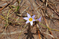 Romulea tabularis